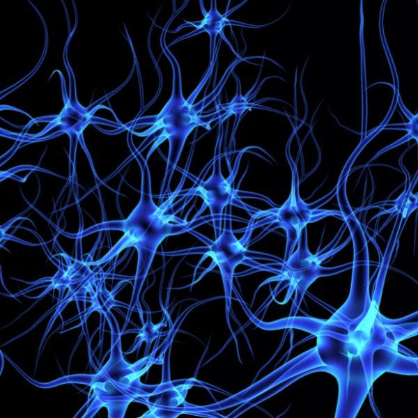 Neurobióloga e investigadora UNAB: “La pérdida de las conexiones neuronales es la base de la mayoría de las enfermedades neurodegenerativas”