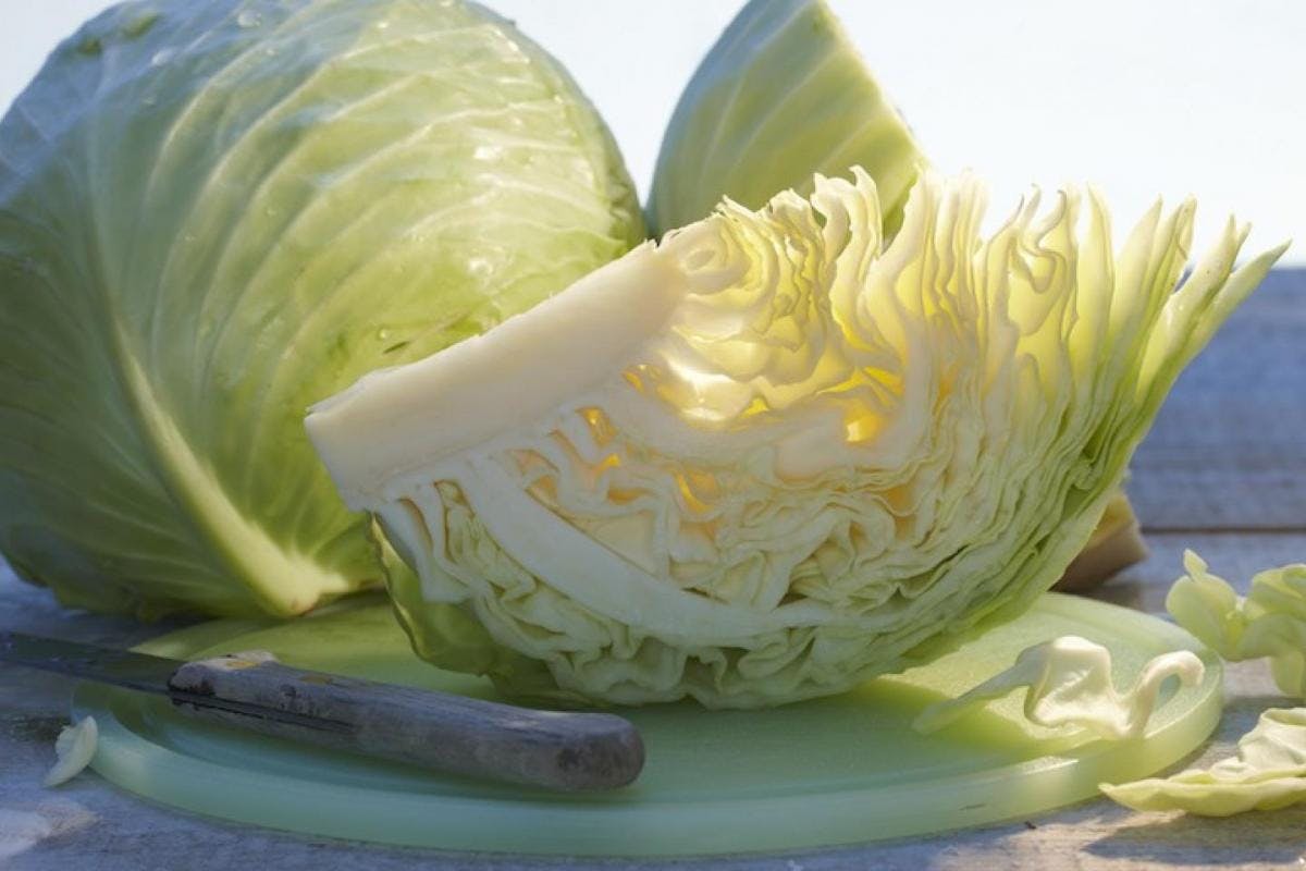 El Condimento | Las bondades y propiedades del Repollo