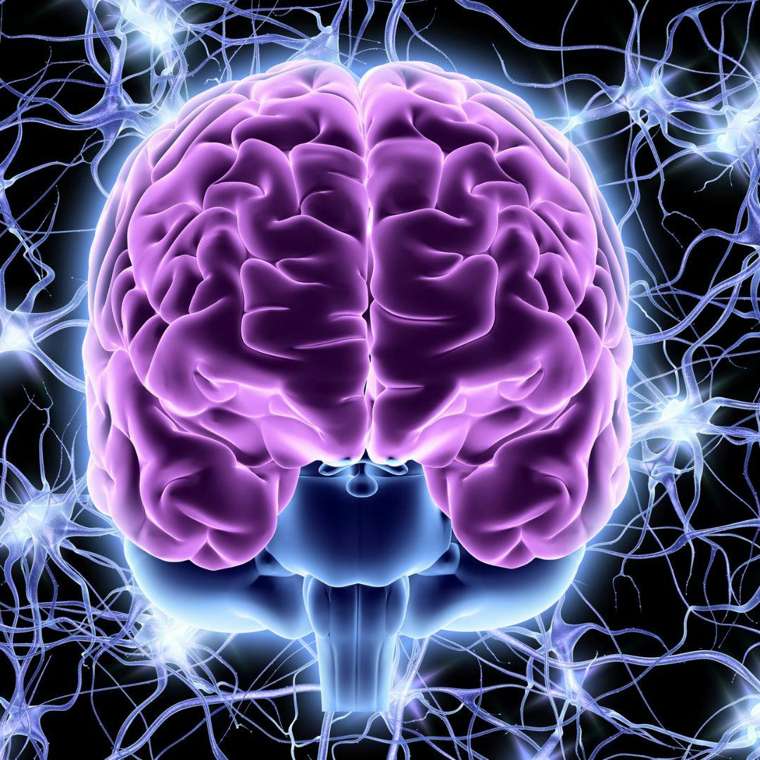 Las diferencias biológicas en el cerebro femenino