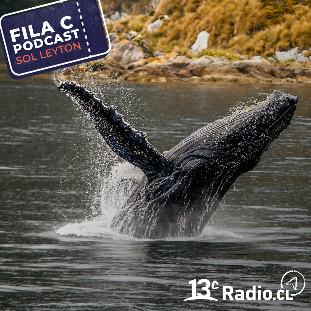 Un paraíso para los amantes de la fauna marina: el Parque Marino Francisco Coloane