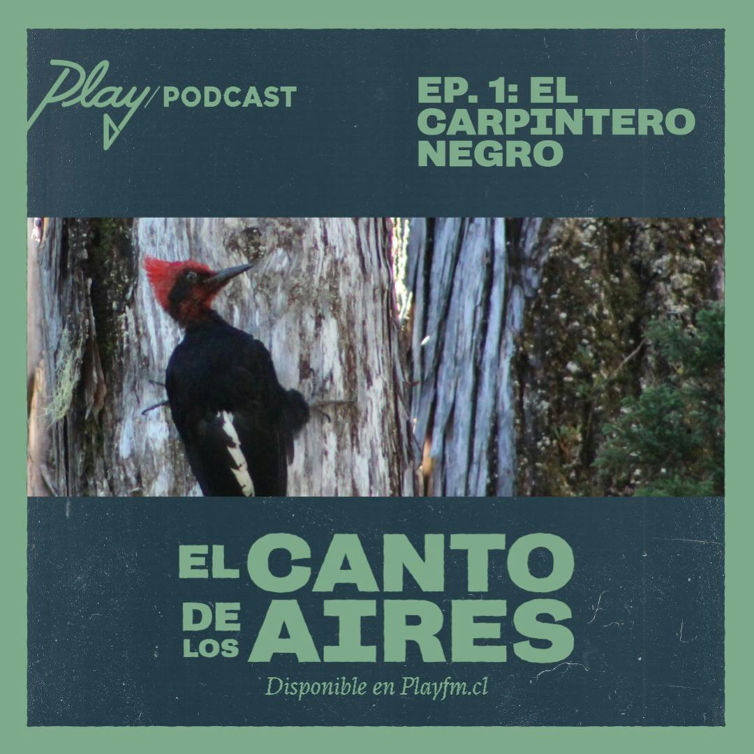 El Carpintero Negro