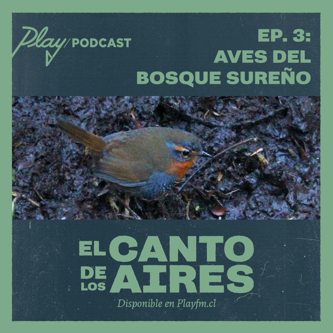 Aves del Bosque Sureño