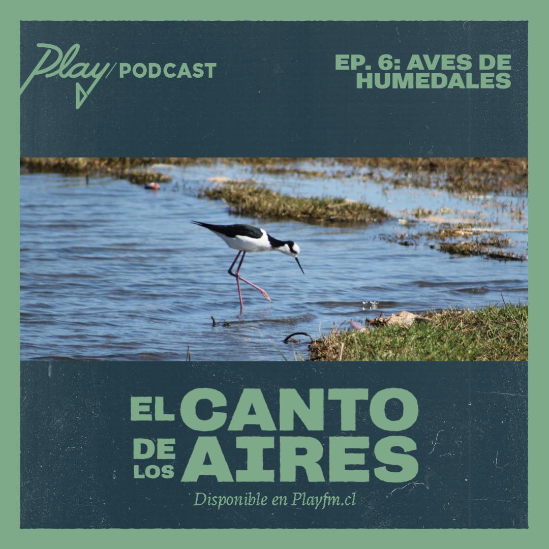 Aves de humedales