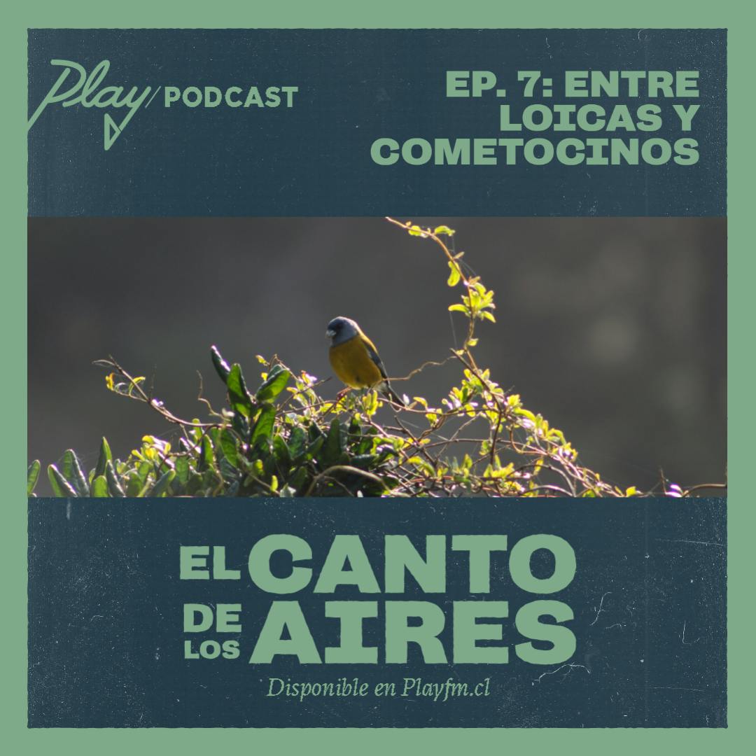 Entre loicas y cometocinos