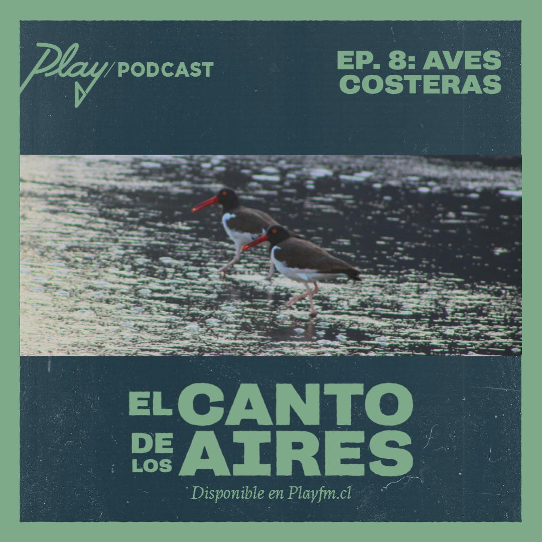 Aves costeras