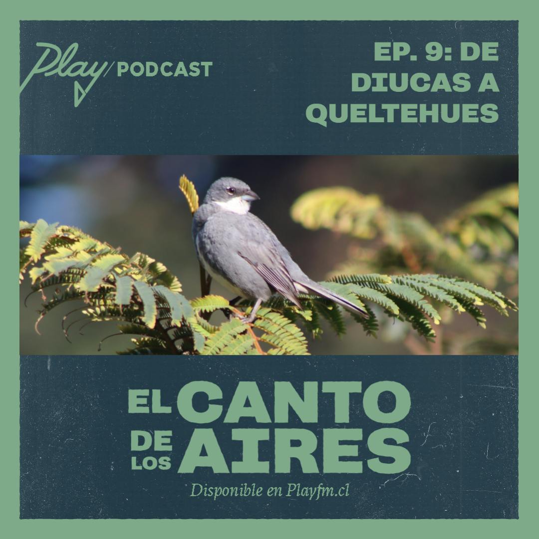 De diucas a queltehues