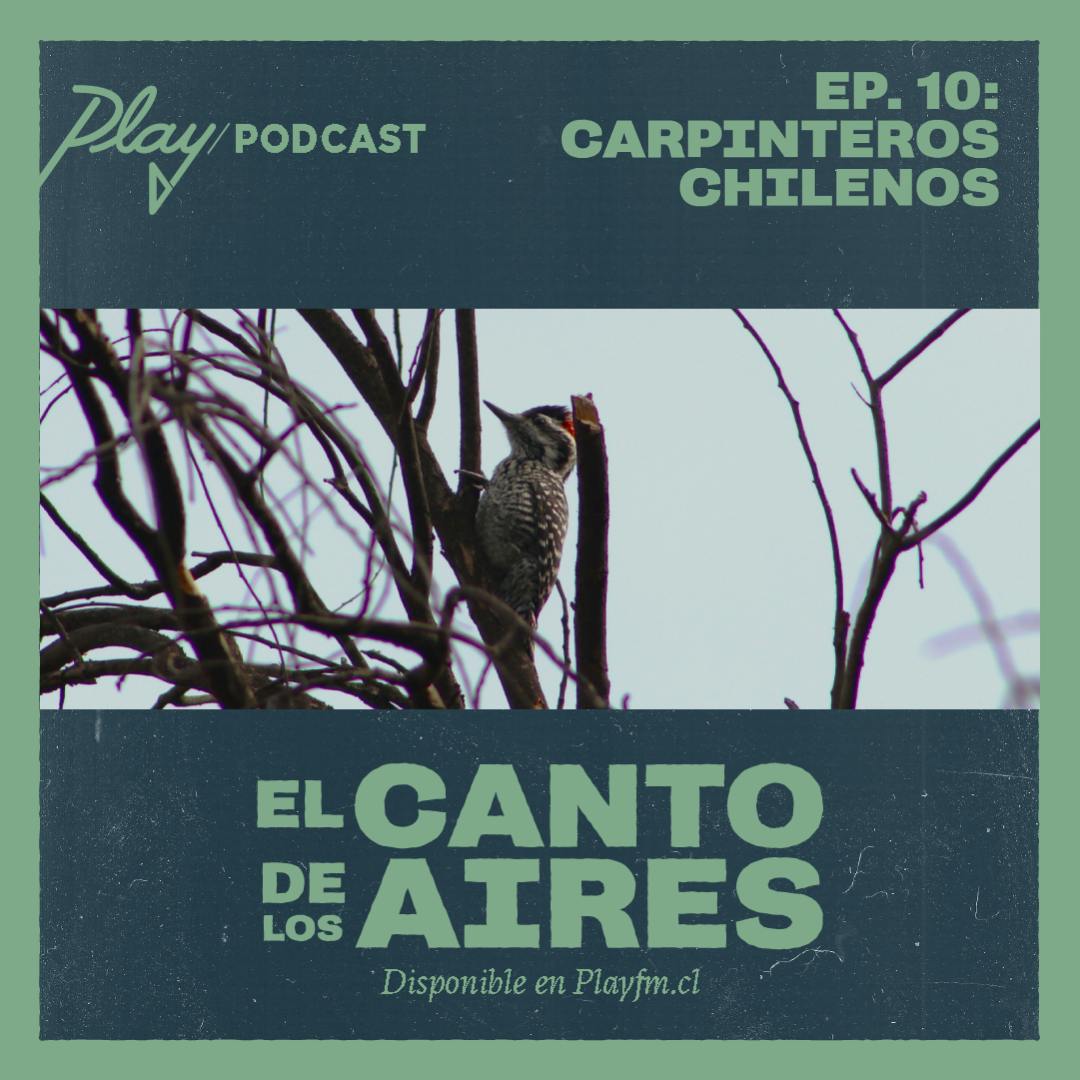 Carpinteros chilenos
