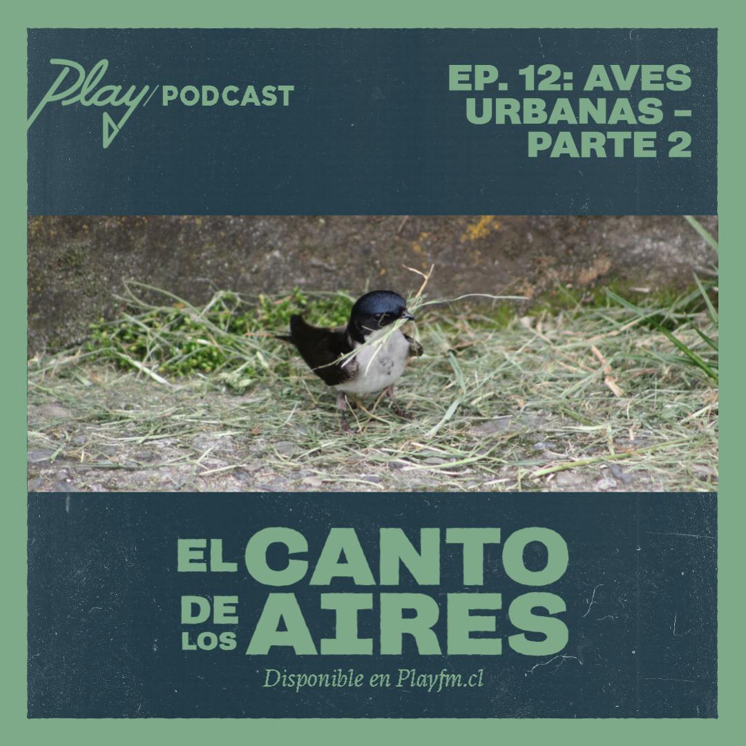 Aves urbanas - Parte 2