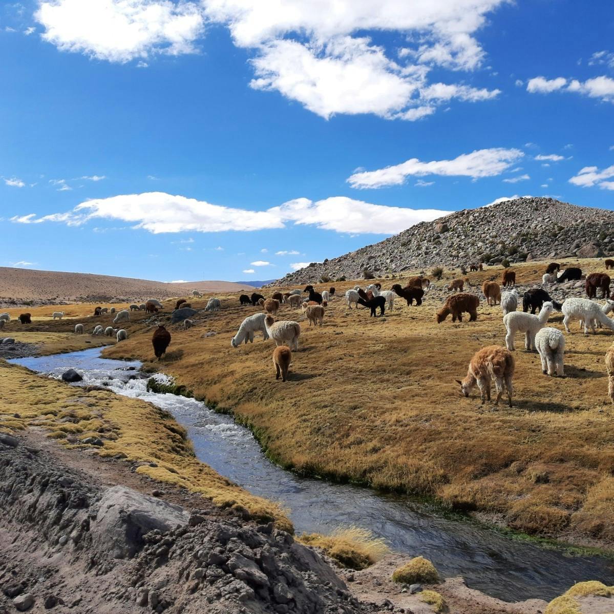 Investigadora Ckelar Volcanes por arsénico en el agua: En el sur de Chile hay tanta precipitación, que estas concentraciones tienden a diluirse. No ocurre lo mismo en el norte de Chile