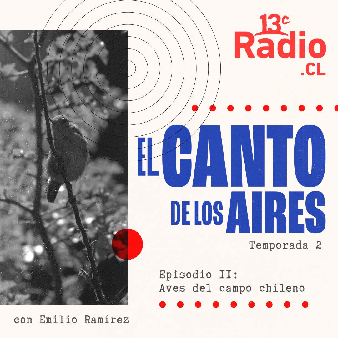 Aves del campo chileno