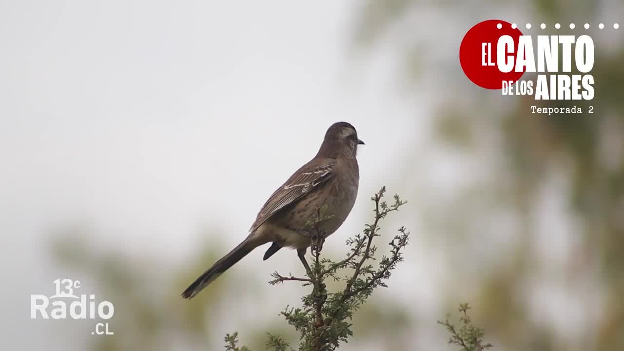 Aves del campo chileno