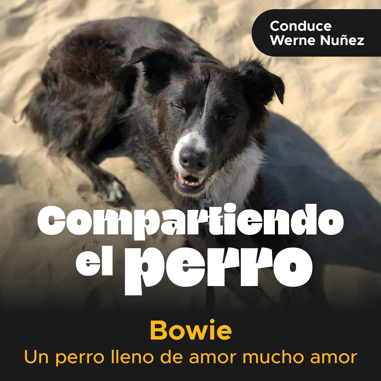 Bowie un perro lleno de amor, mucho amor.