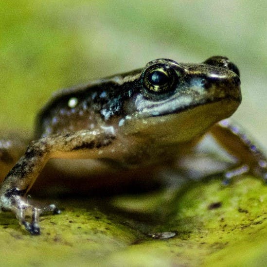 Dr. Azat por efectos del cambio climático: Los anfibios se han transformado en un símbolo de lo que es la crisis de pérdida de biodiversidad