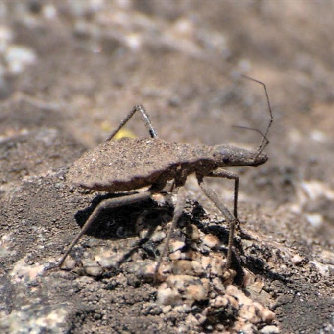 Académica U. de Chile por enfermedad de Chagas: Es una de las enfermedades infecciosas más desatendidas de América”
