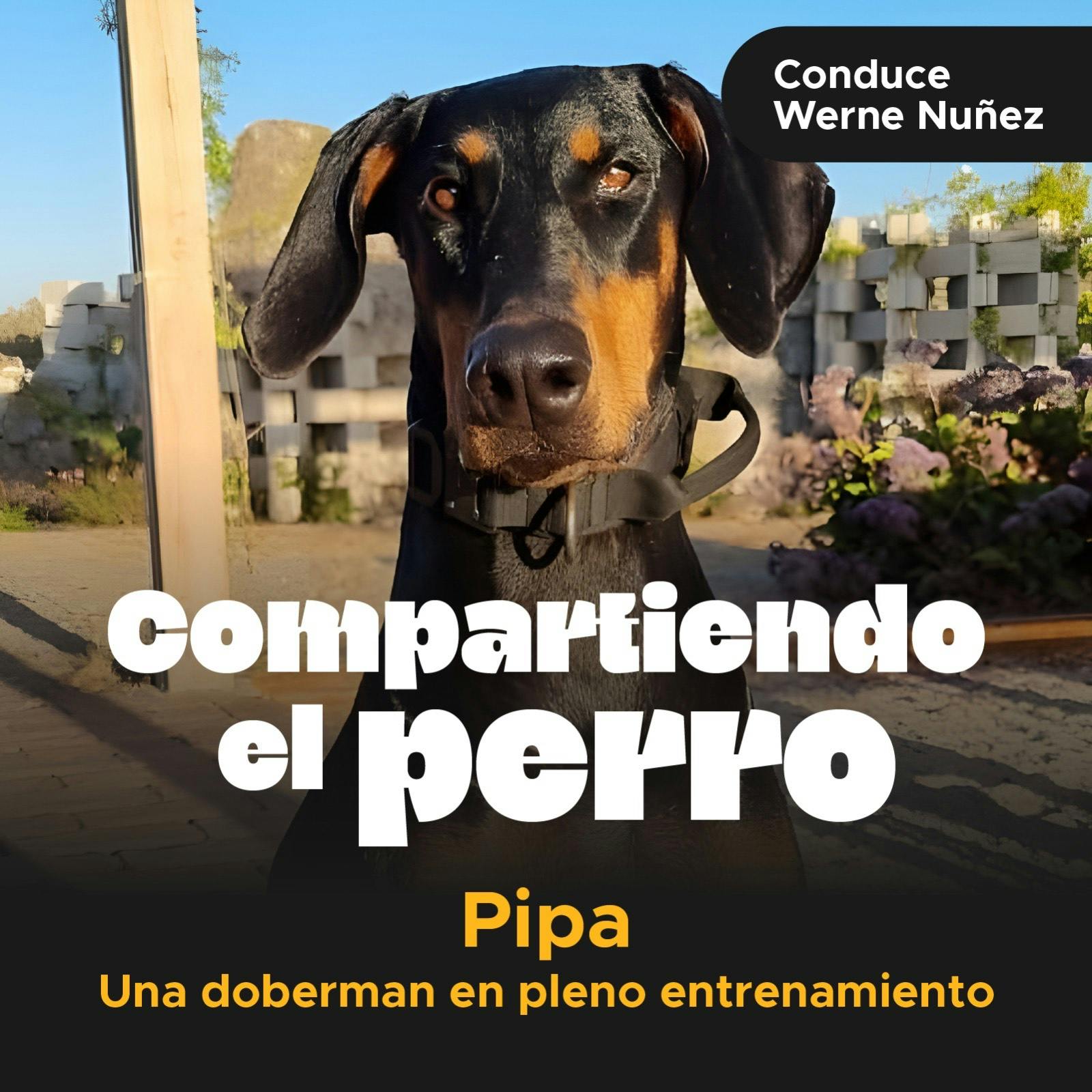 Pipa, una Doberman en pleno entrenamiento