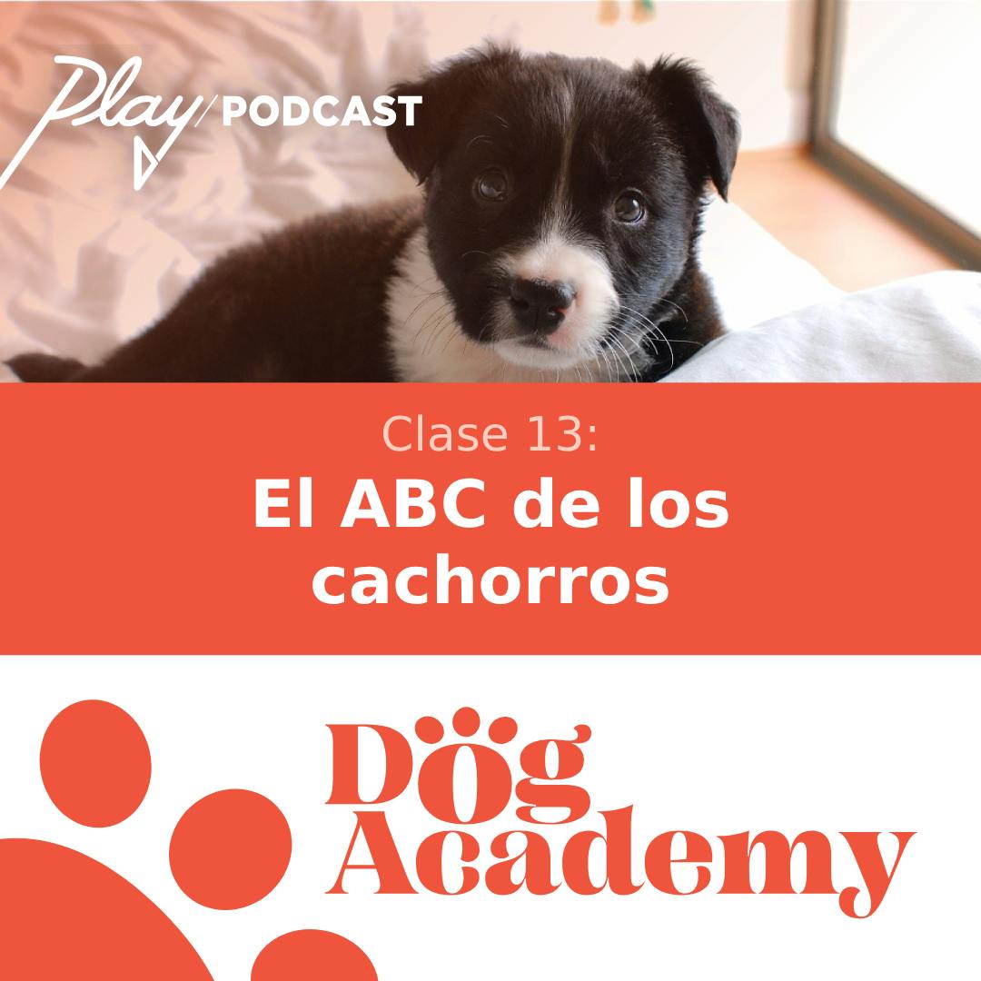 Clase 13: El ABC de los cachorros