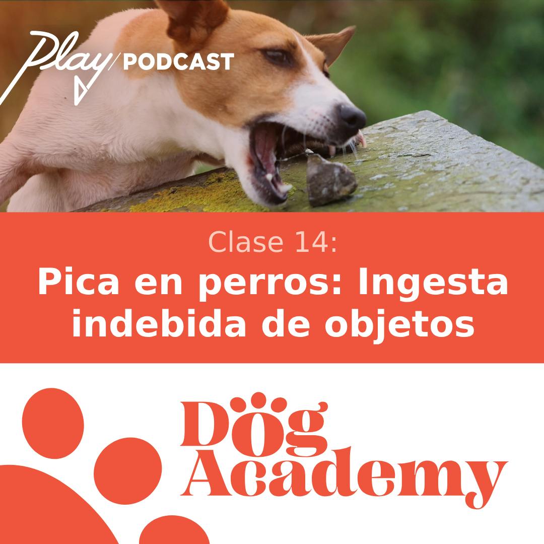 Clase 14: Pica en perros: ingesta indebida de objetos