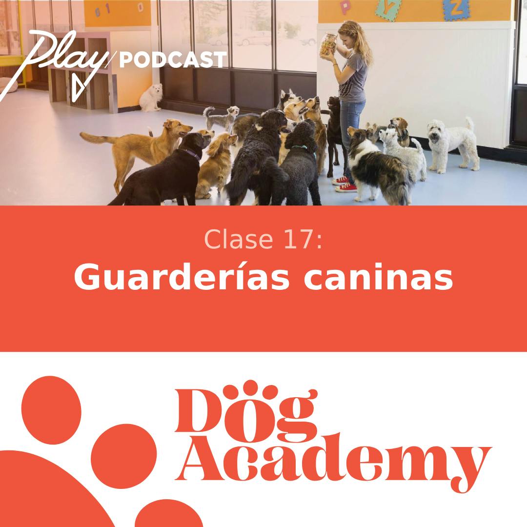 Clase 17: Guarderías y hoteles caninos
