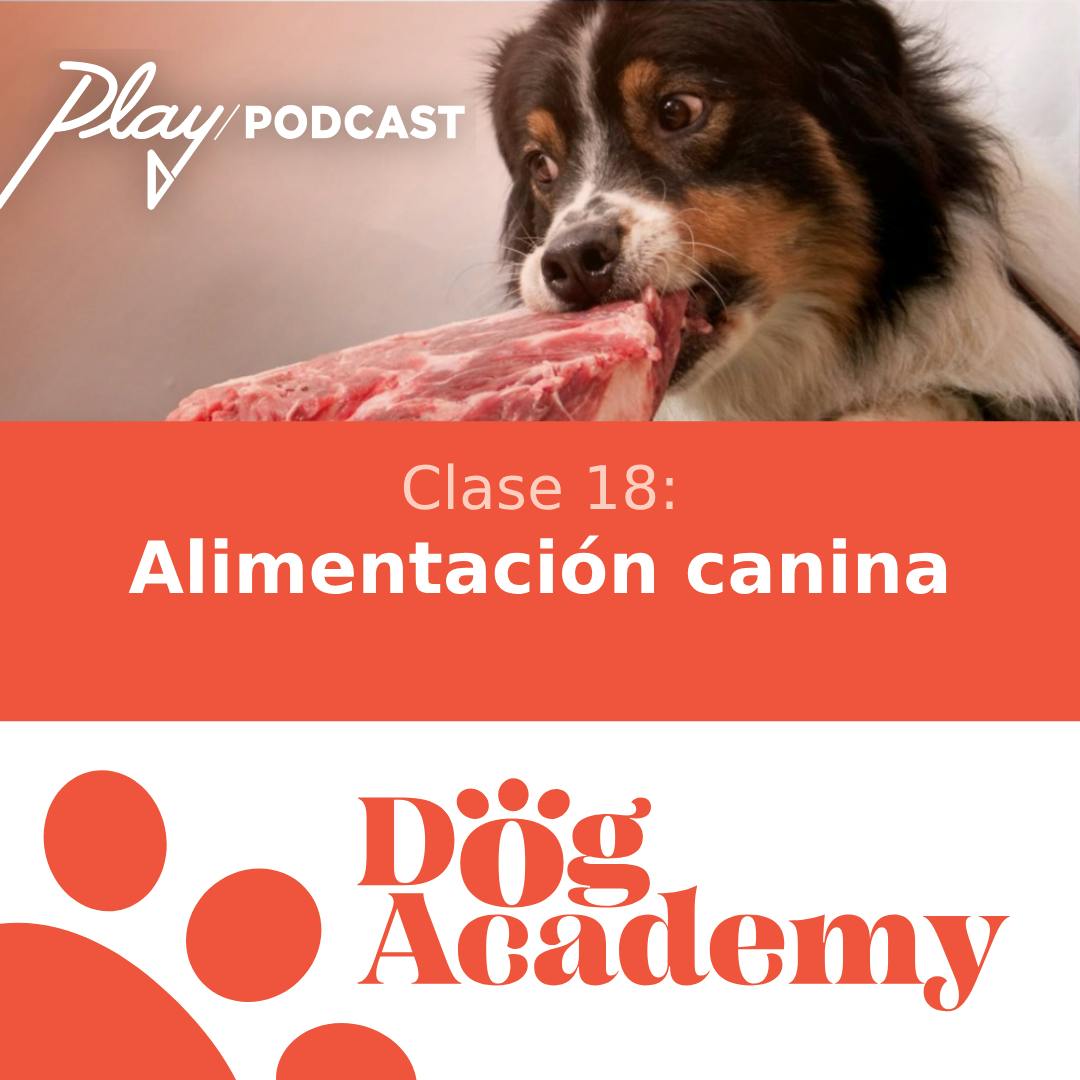 Clase 18: alimentación canina