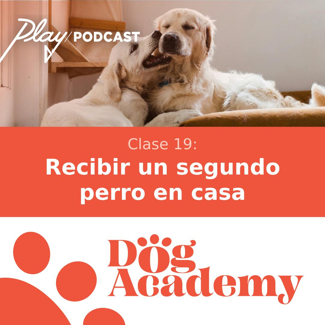 Clase 19: Recibir un segundo perro en casa