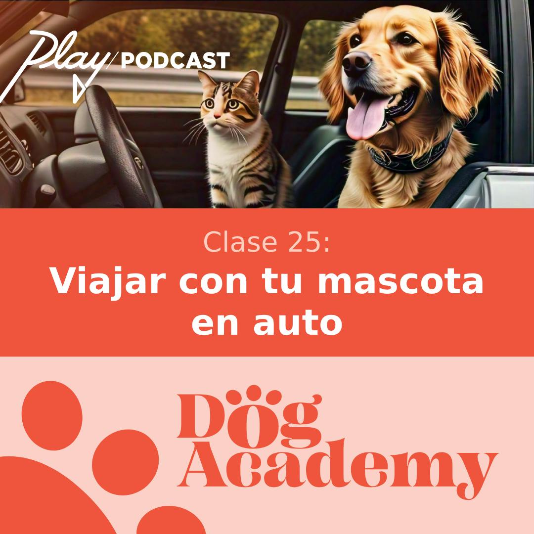 Clase 25: Viajar con tu mascota en auto