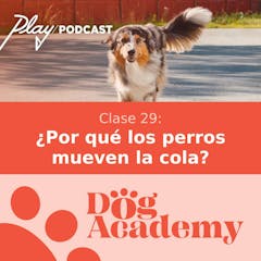 Clase 29: ¿Por qué los perros mueven la cola?