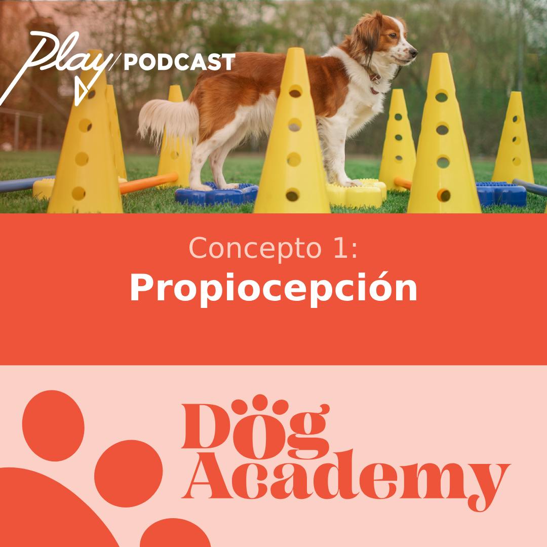 Concepto 1: Propiocepción 