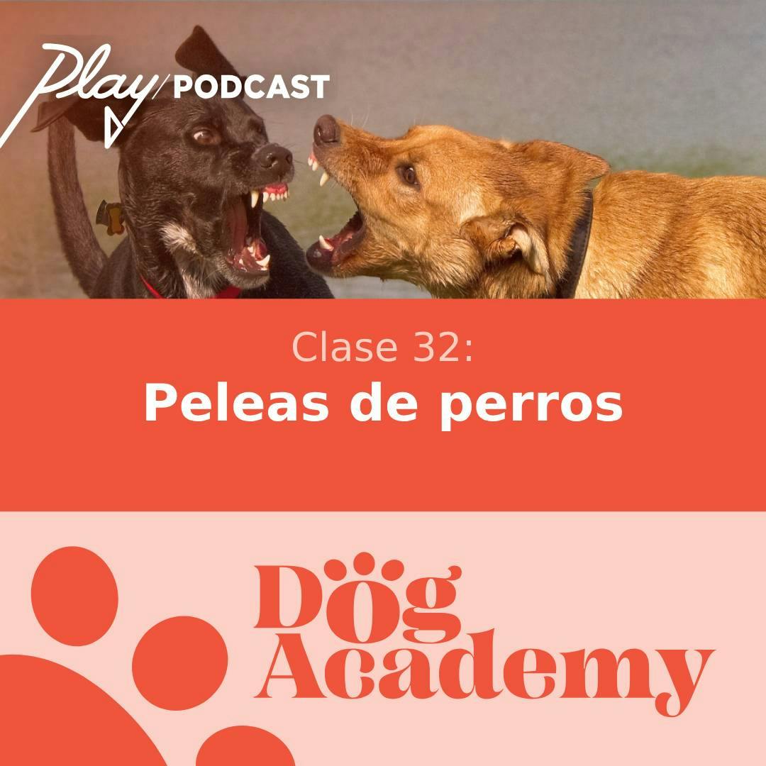 Clase 32: Peleas de perros