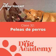 Clase 32: Peleas de perros