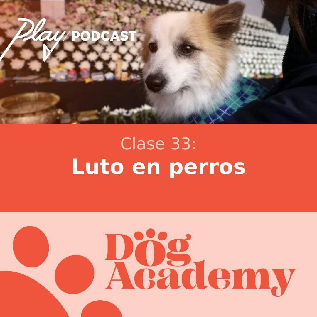 Clase 33: Luto en perros