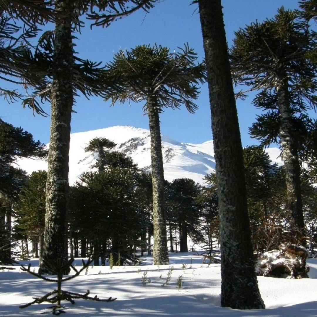 Vacaciones en Malalcahuello