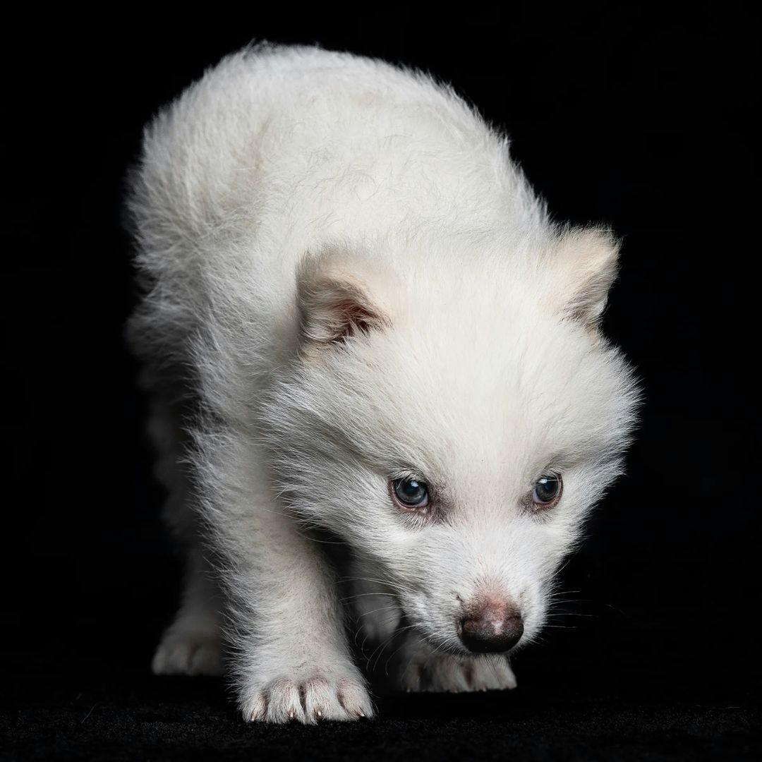 El artículo “The Dire Wolf Is Back”
