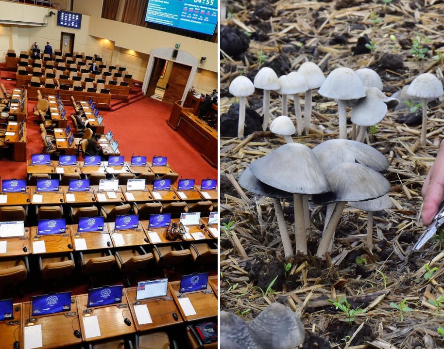 Promesas parlamentarias populistas y las propiedades de los hongos mágicos