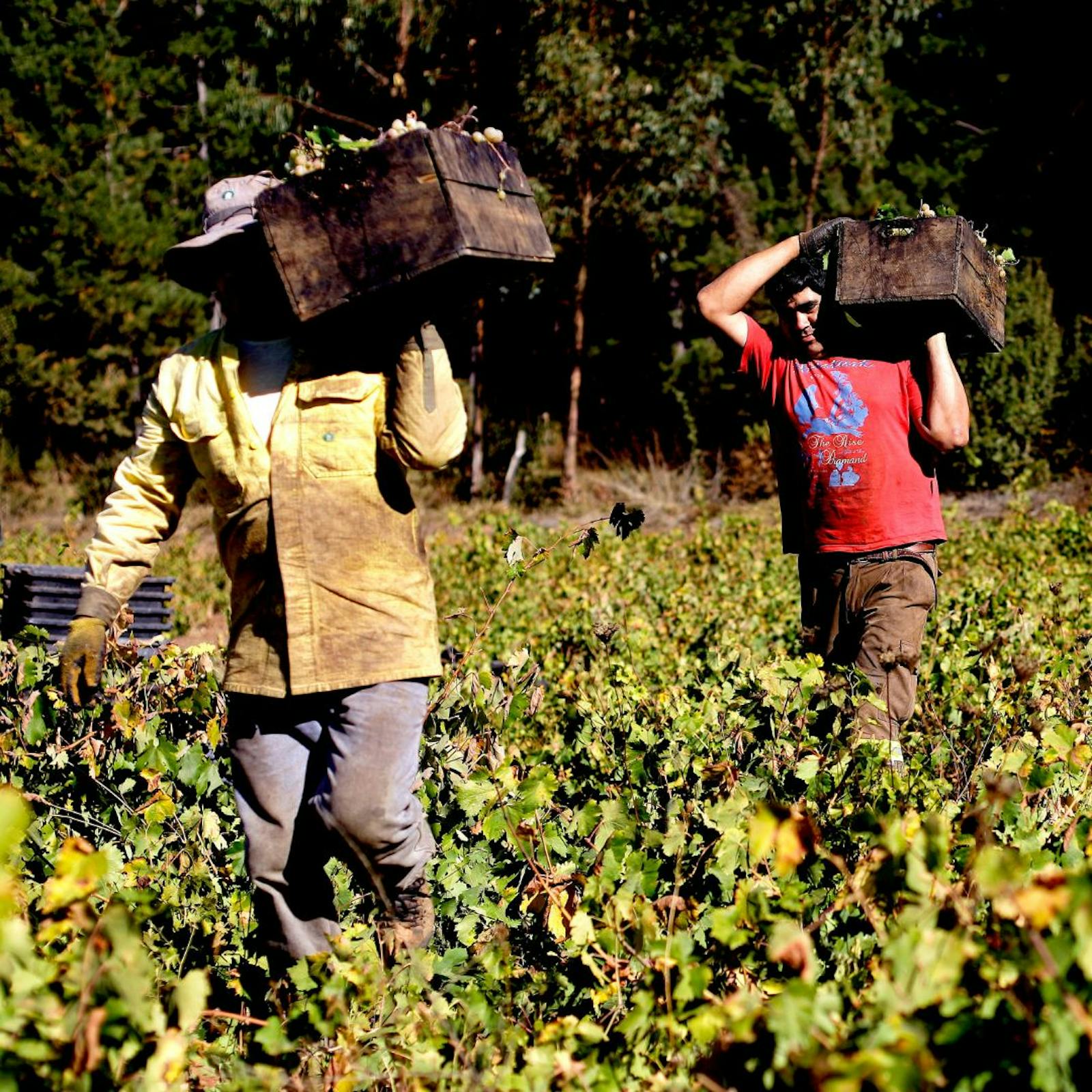 Crisis migratoria: SNA pide regulación acotada y se toma el debate presidencial