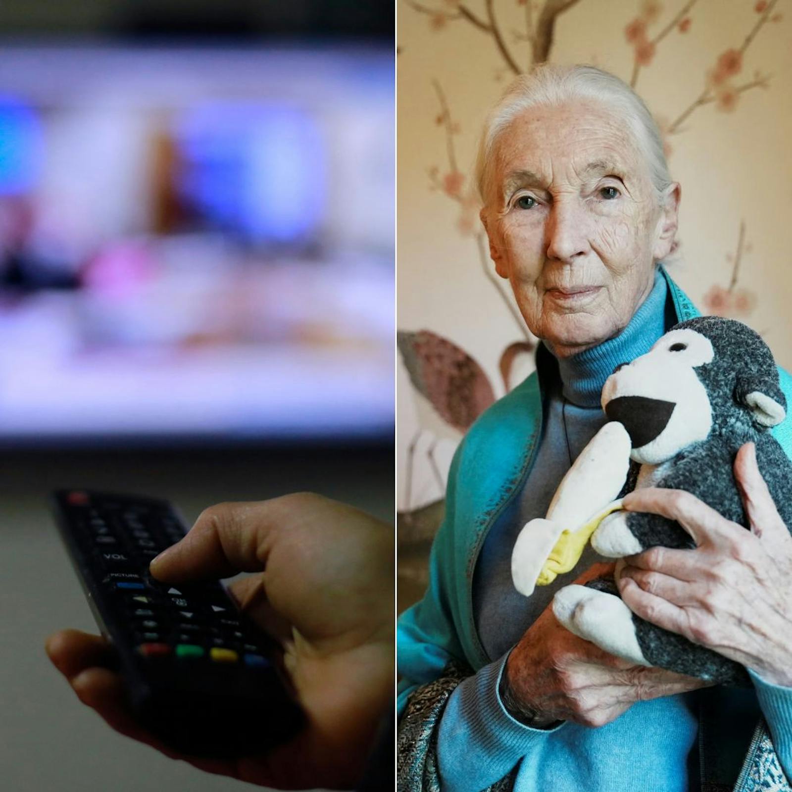 Lo que se sabe de la franja electoral y el legado de Jane Goodall