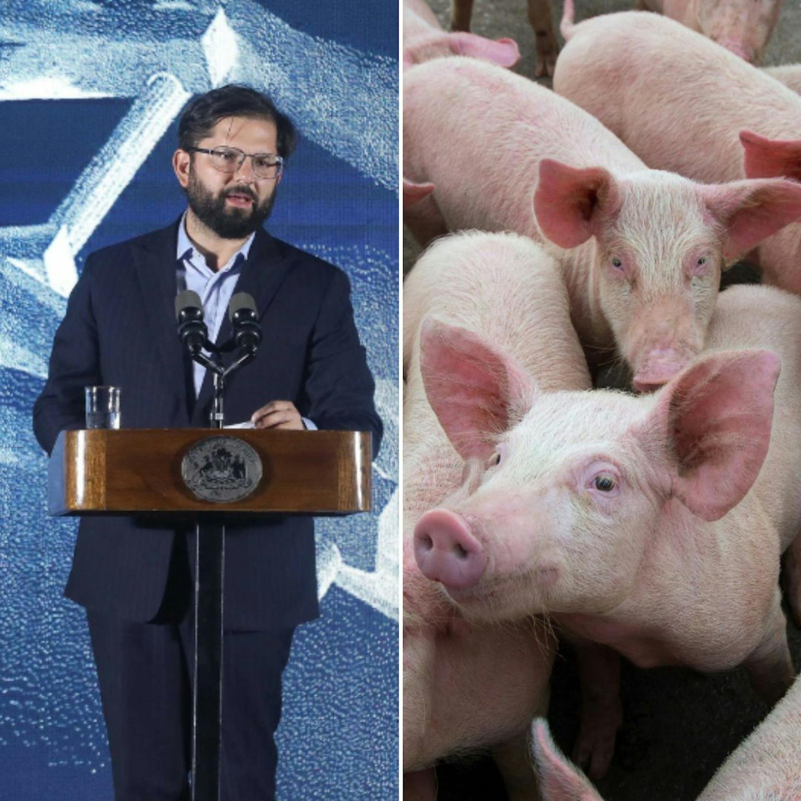 Lo que dejó el encuentro anual de la Sofofa y la alerta por la peste porcina en España Lo que dejó el encuentro anual de la Sofofa y la alerta por la peste porcina en España