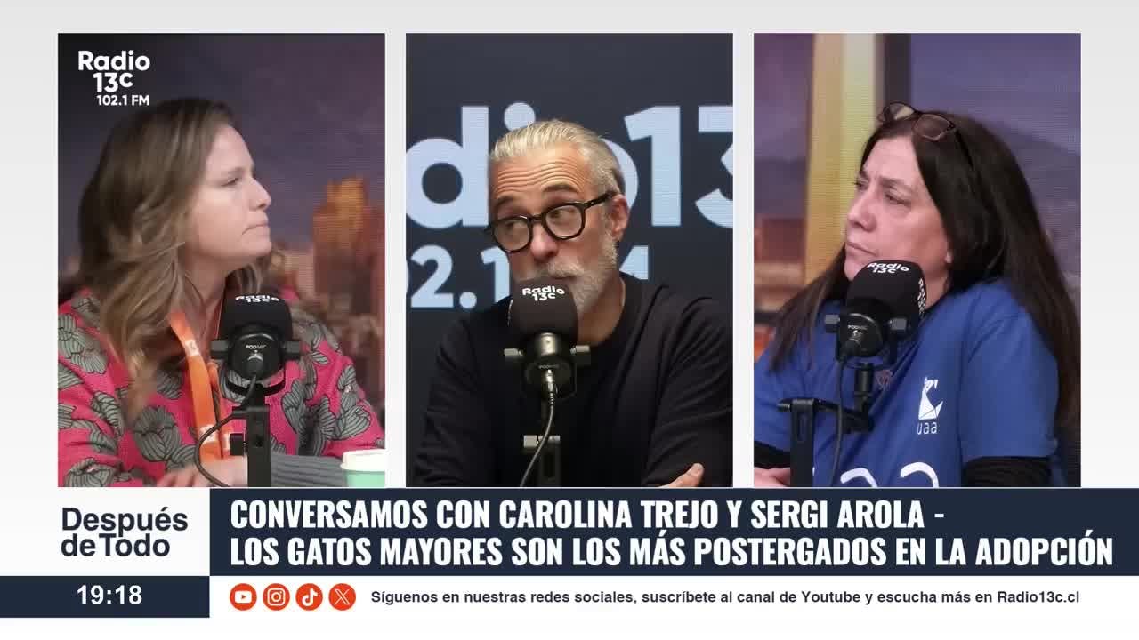 ¿Por qué los gatos mayores son los menos adoptados?