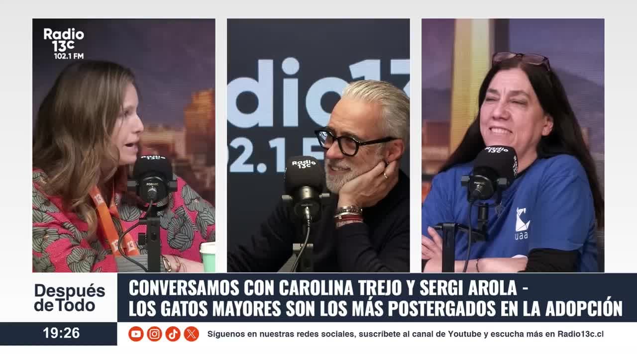 De los prejuicios al cariño: cada vez más personas eligen adoptar gatos