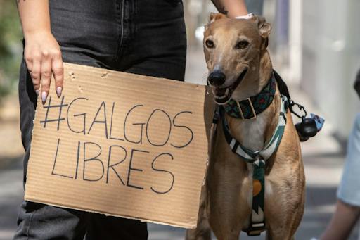 Daniel Pacheco, vocero de Galgo Libre en Chile, explica el proyecto que busca prohibir las carreras de galgos.