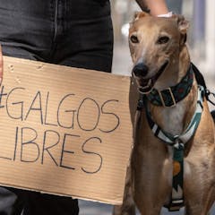Daniel Pacheco, vocero de Galgo Libre en Chile, explica el proyecto que busca prohibir las carreras de galgos.