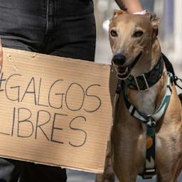 Daniel Pacheco, vocero de Galgo Libre en Chile, explica el proyecto que busca prohibir las carreras de galgos.
