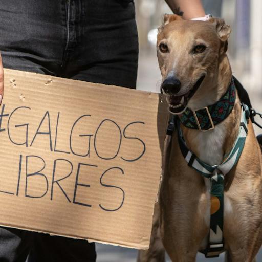 Daniel Pacheco, vocero de Galgo Libre en Chile, explica el proyecto que busca prohibir las carreras de galgos.