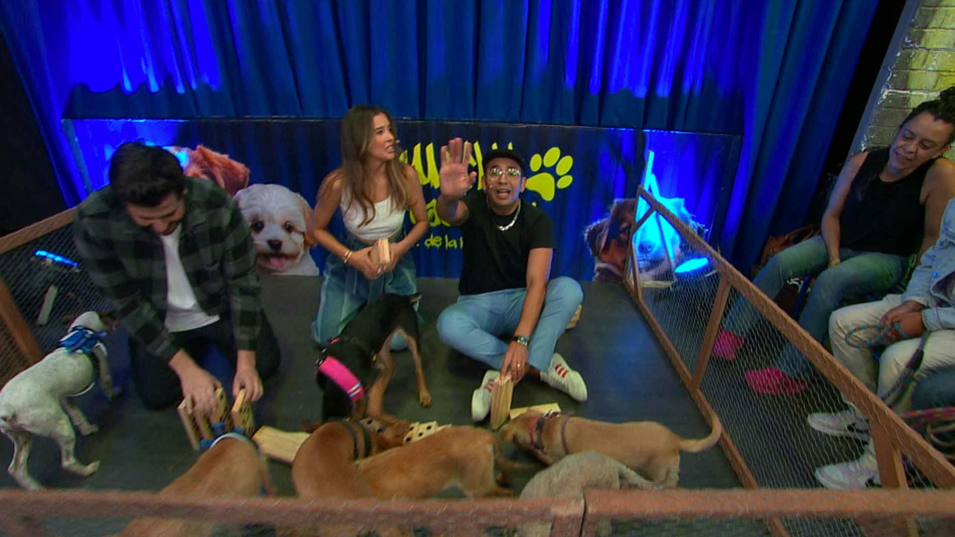 ¡El foro de La Resolana se llenó de tiernos cachorritos! 