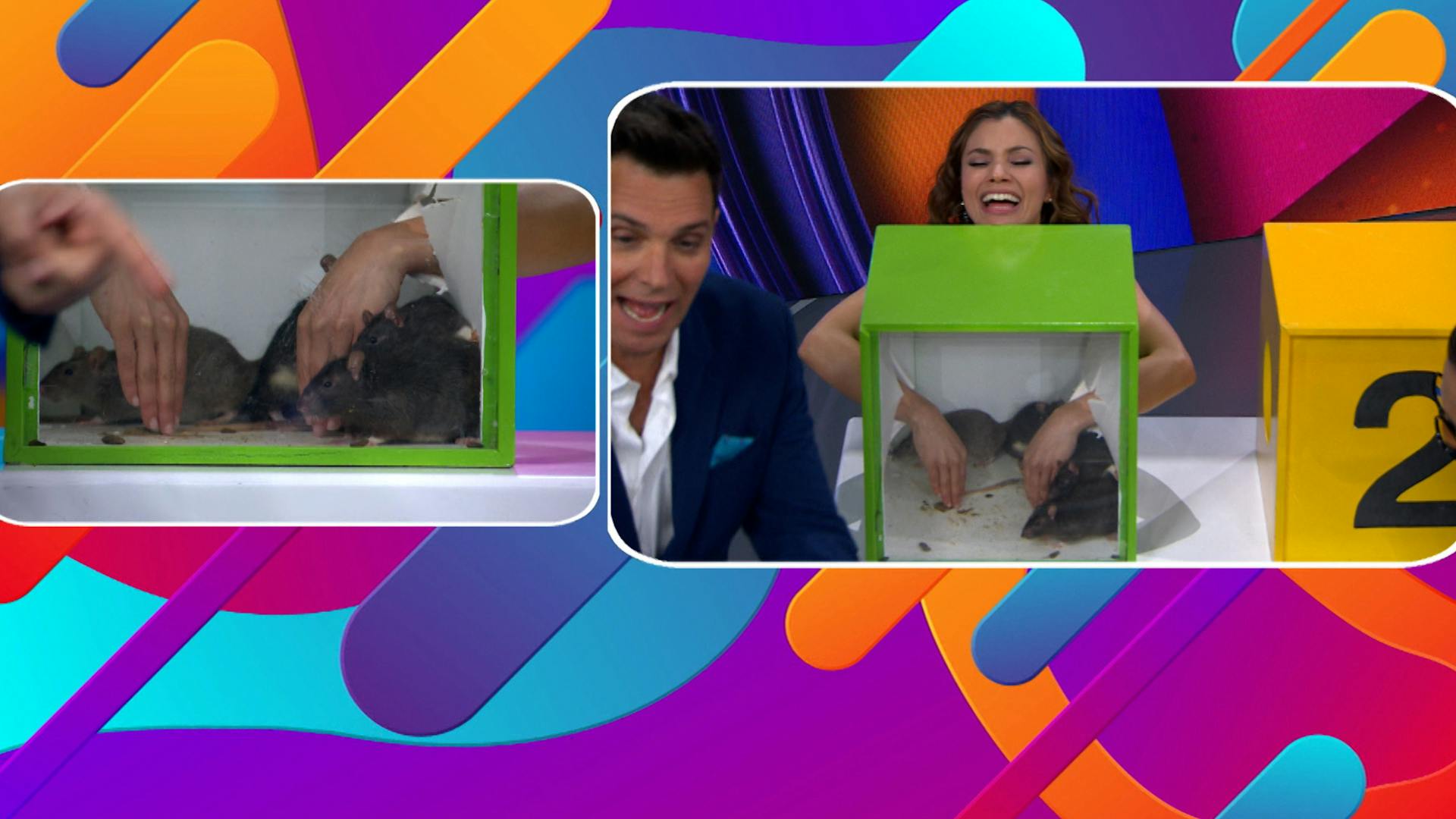 ¡El equipo Favorito tocó ratas y sapos en castigo del Sin Palabras!