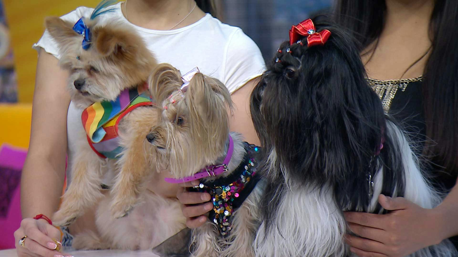 Checa estos peinados y cortes para los perritos más consentidos