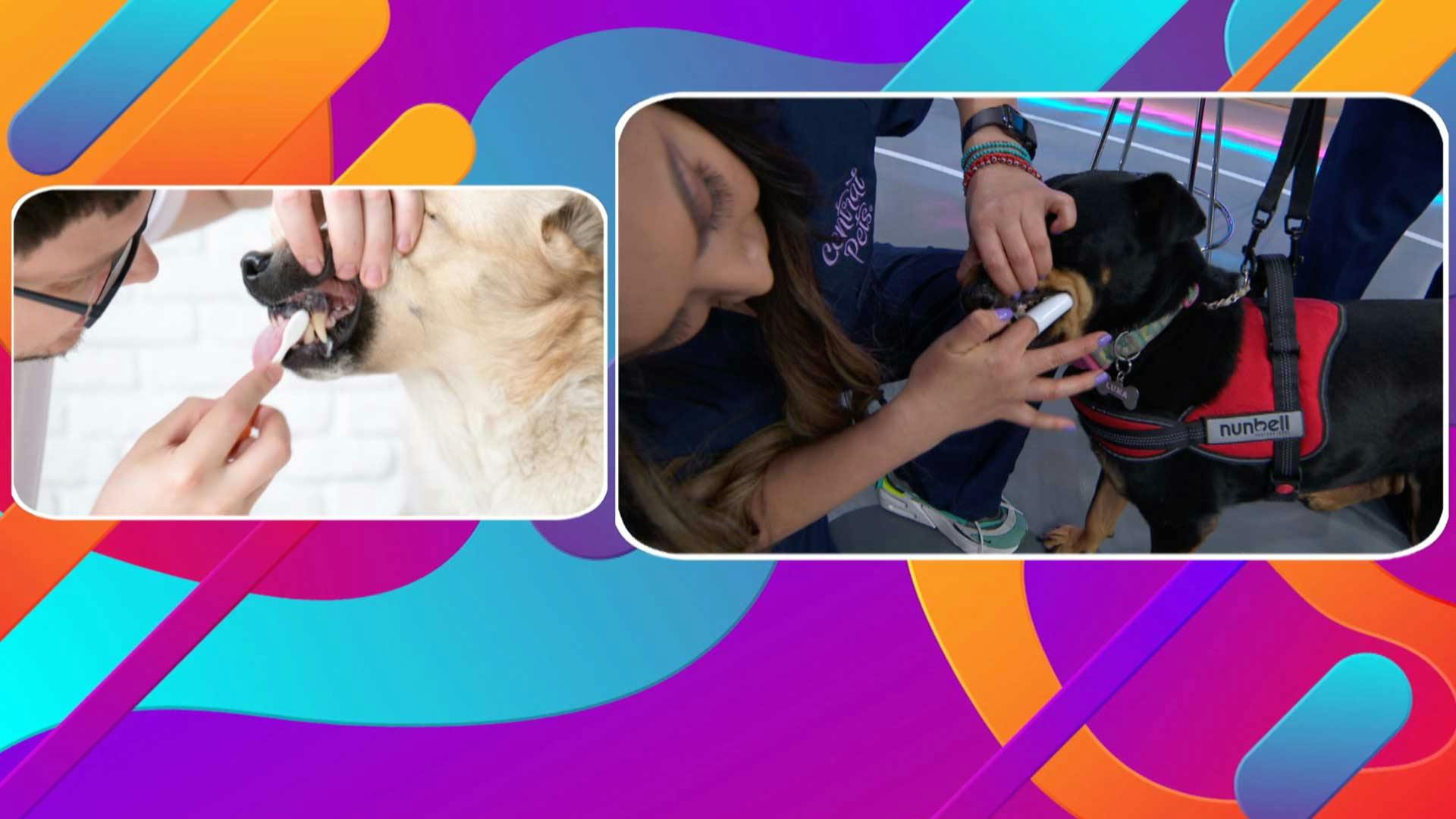 ¿Cuál es la higiene correcta para los dientes de nuestro perro?