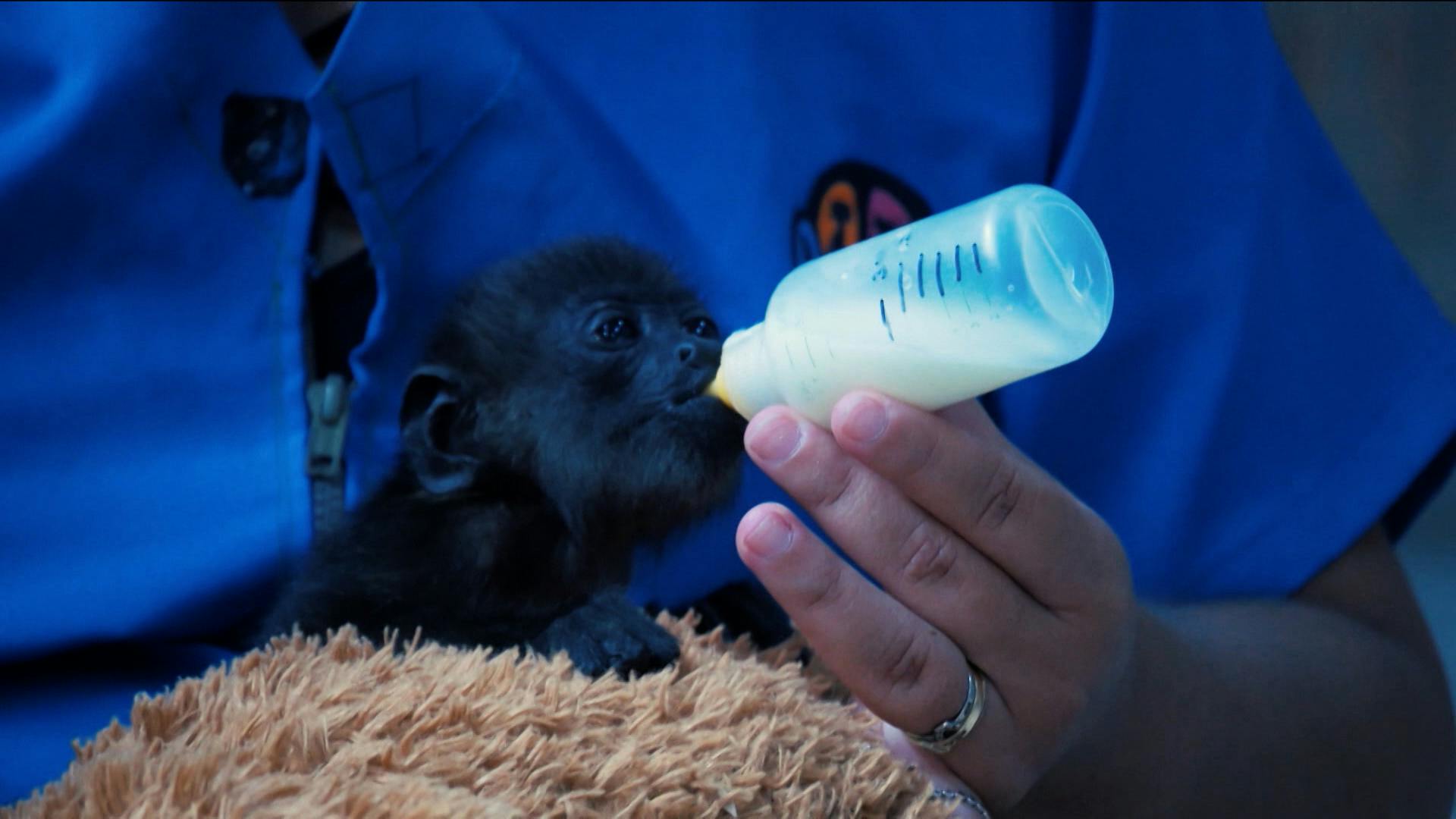 Llegó la ayuda para los monos saraguatos, lo confirma Irving Caballero