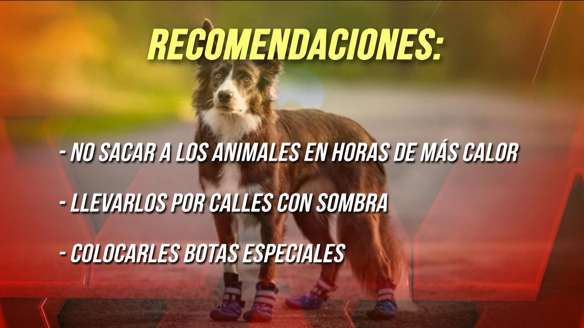 El calor puede terminar con las patitas de los perros en 60 segundos