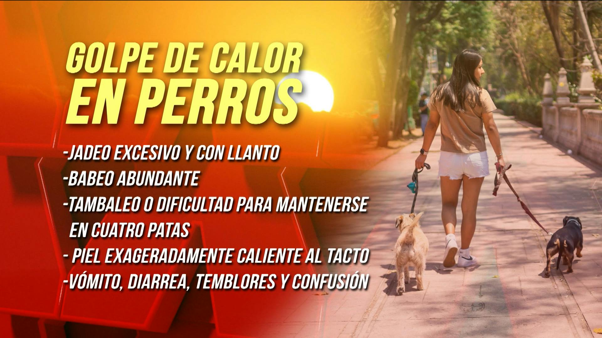 ¡Qué calor! Cuídate y cuida a tu perro de los golpes de calor