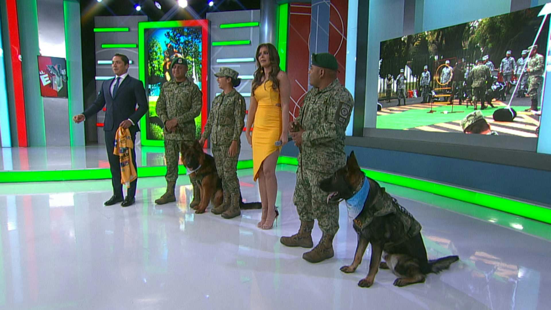 Roko y Arkadas, los perritos de rescate que laboran en la SEDENA